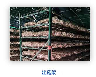 天津泰福